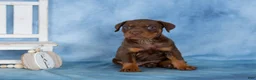 Mixed Breed dogs for sale: Cocoa - Ad 2