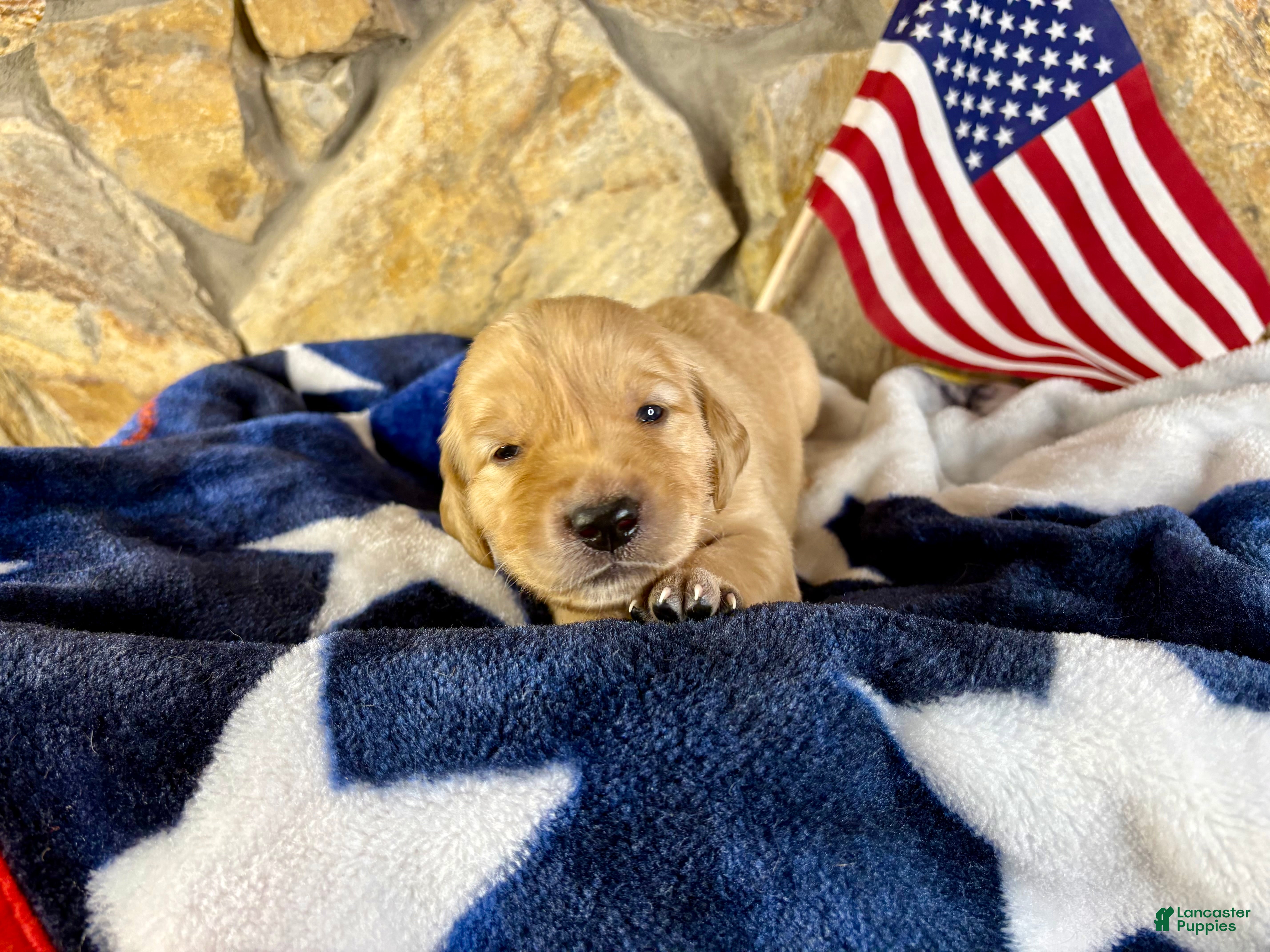 Golden Retriever dogs Penny’s Ms Maroon - Ad 42