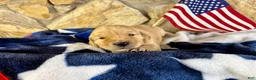 Golden Retriever dogs for sale: Penny’s Ms Maroon - Ad 1