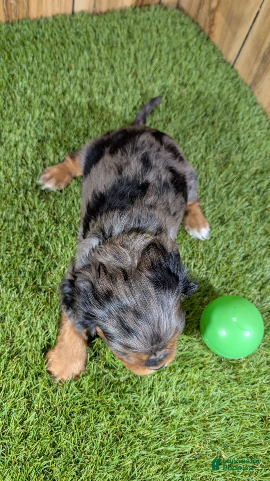 Cavalier King Charles Spaniel dogs for sale: Bertha Boy 3 - Ad 5