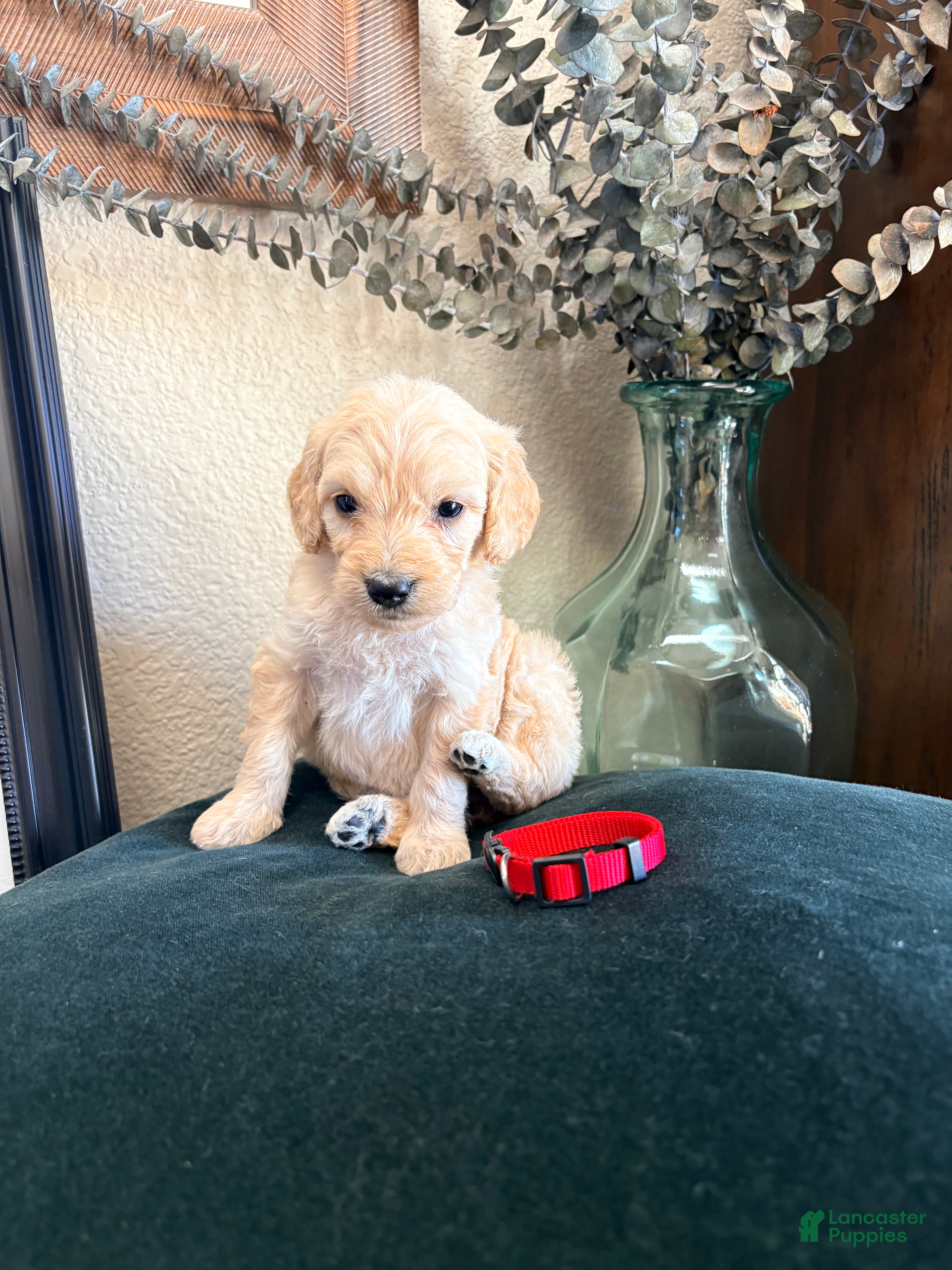 Goldendoodle dogs Ivy - Ad 8