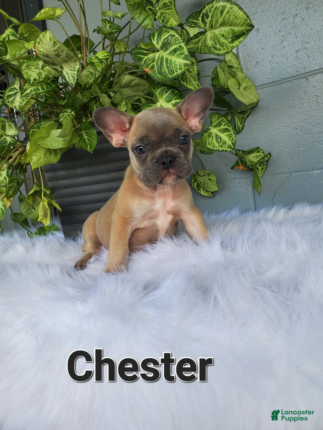 French Bulldog dogs for sale: CHESTER - Ad 2