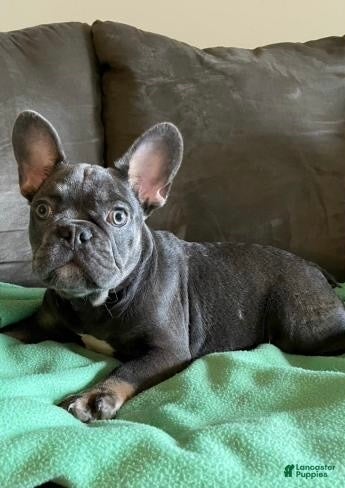 French Bulldog dogs  Puppy Bruno - Ad 15
