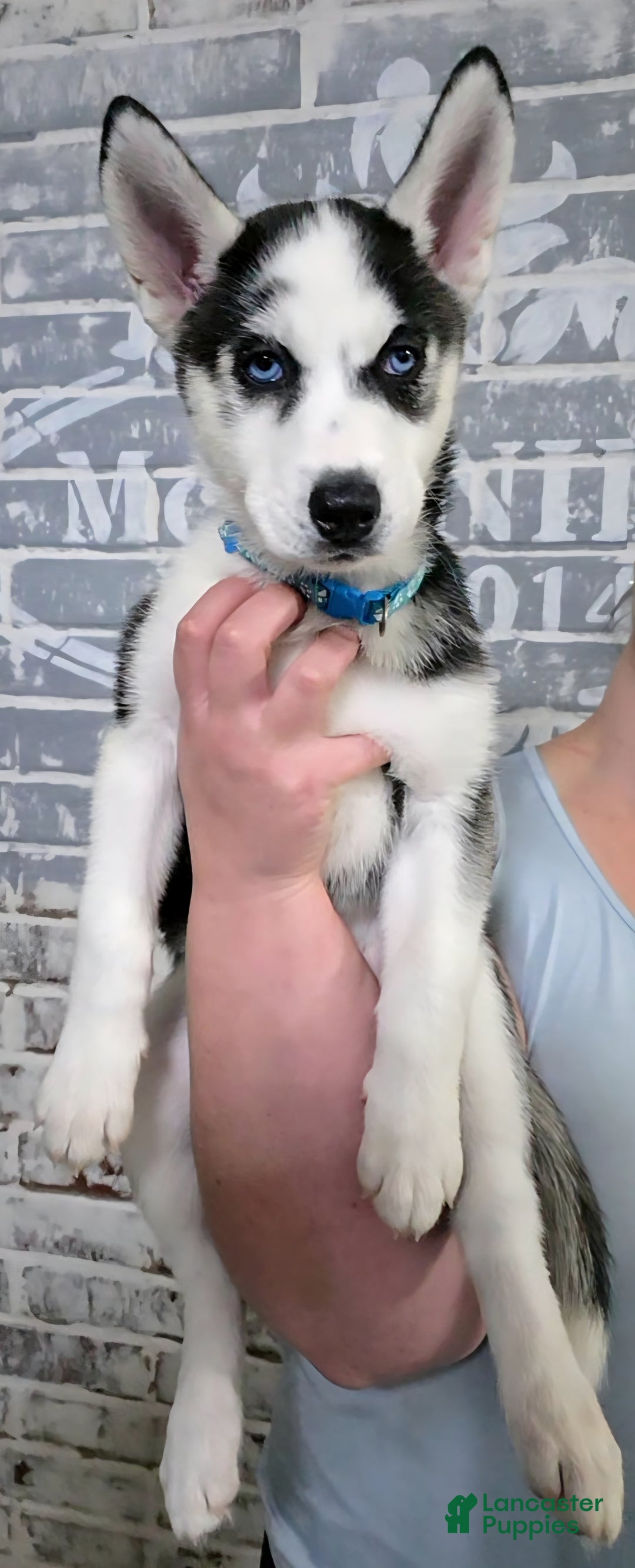 Siberian Husky dogs for sale: Sky - Ad 1