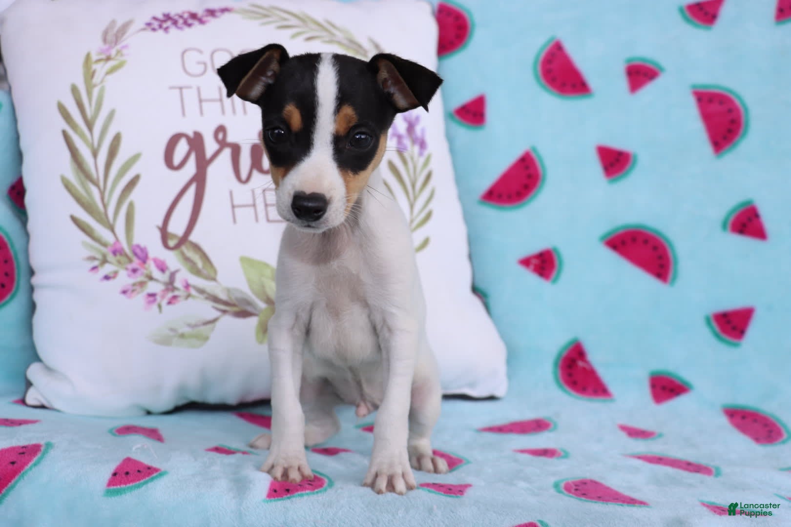 Miniature Fox Toy Fox Terrier Kennels Top Toy Fox Terrier Kennels