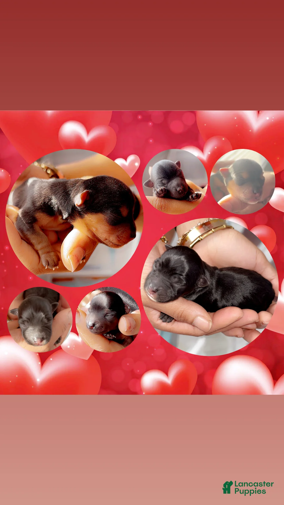 Yorkshire Terrier dogs for sale: Yorkshire Terrier Puppy 3 - Ad 4