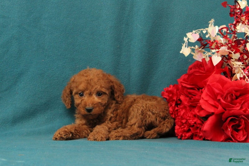 Mini Goldendoodle dogs Oceana - Ad 2