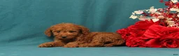 Mini Goldendoodle dogs for sale: Oceana - Ad 2