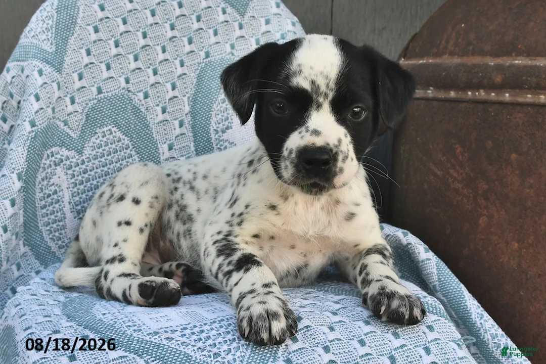 Mixed Breed dogs for sale: Lucky - Ad 2