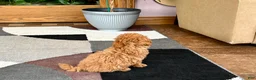 Maltipoo dogs for sale: Maltipoo 1 - Ad 8