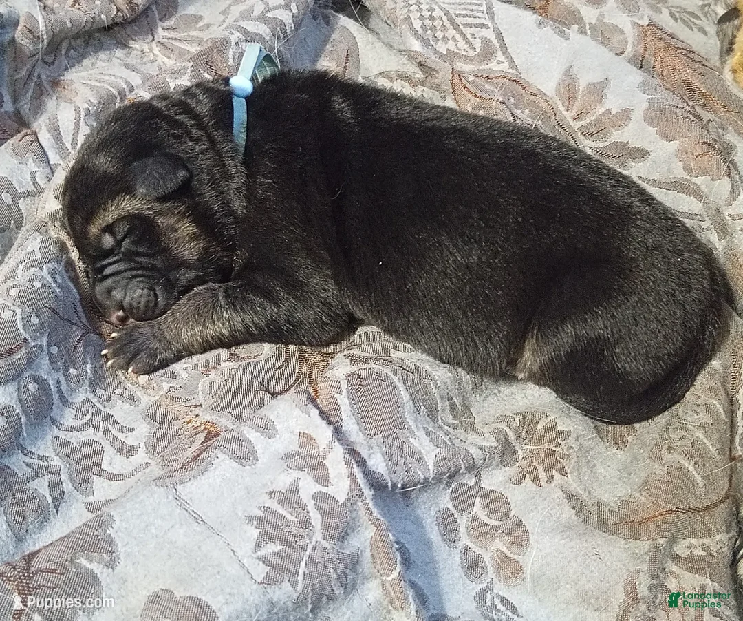 German Shepherd dogs for sale: Diamond - Ad 34