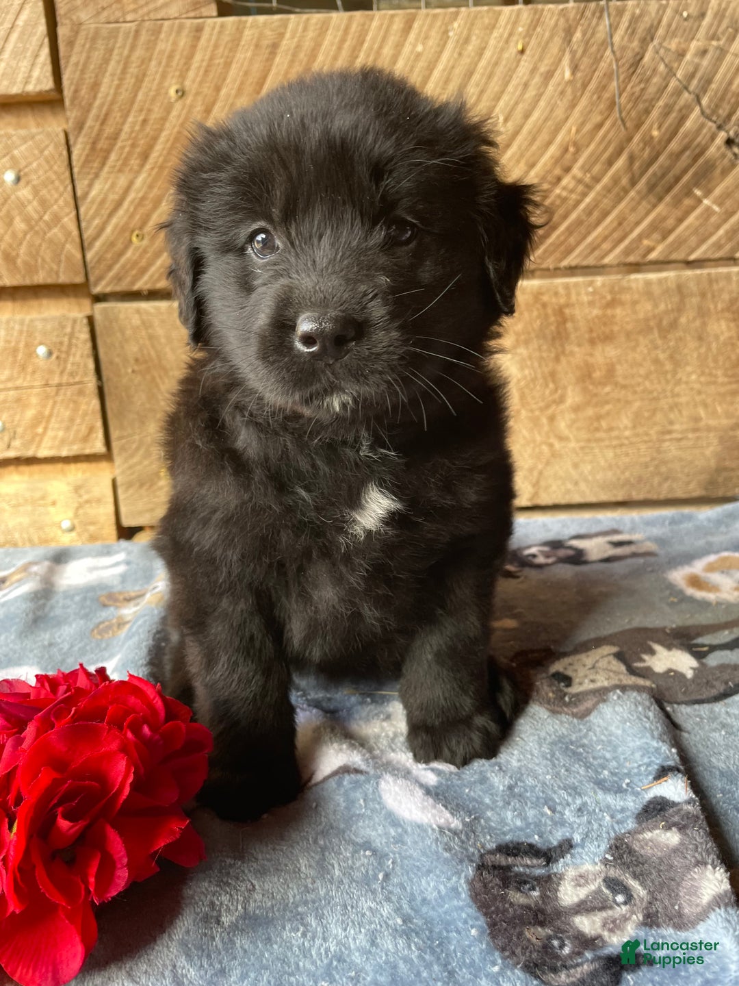 Mixed Breed dogs for sale: Iris - Ad 1