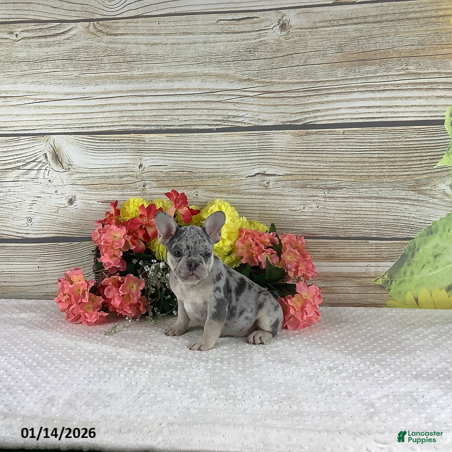 French Bulldog dogs Justin - Ad 26