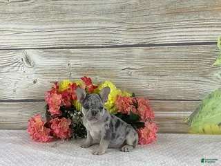 French Bulldog dogs Justin - Ad 26