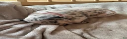 Dalmatian dogs for sale: Dalmatian 4 - Ad 4