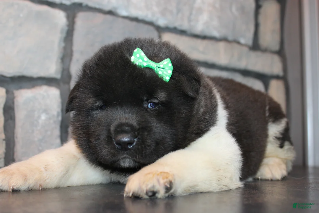 Akita dogs for sale: AKC Diesel - Ad 6