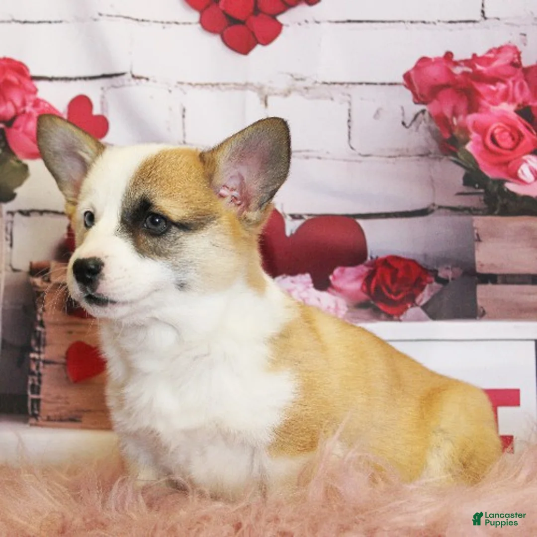 Welsh Corgi Pembroke dogs for sale: Elsa Genetically CLEAR - Ad 4