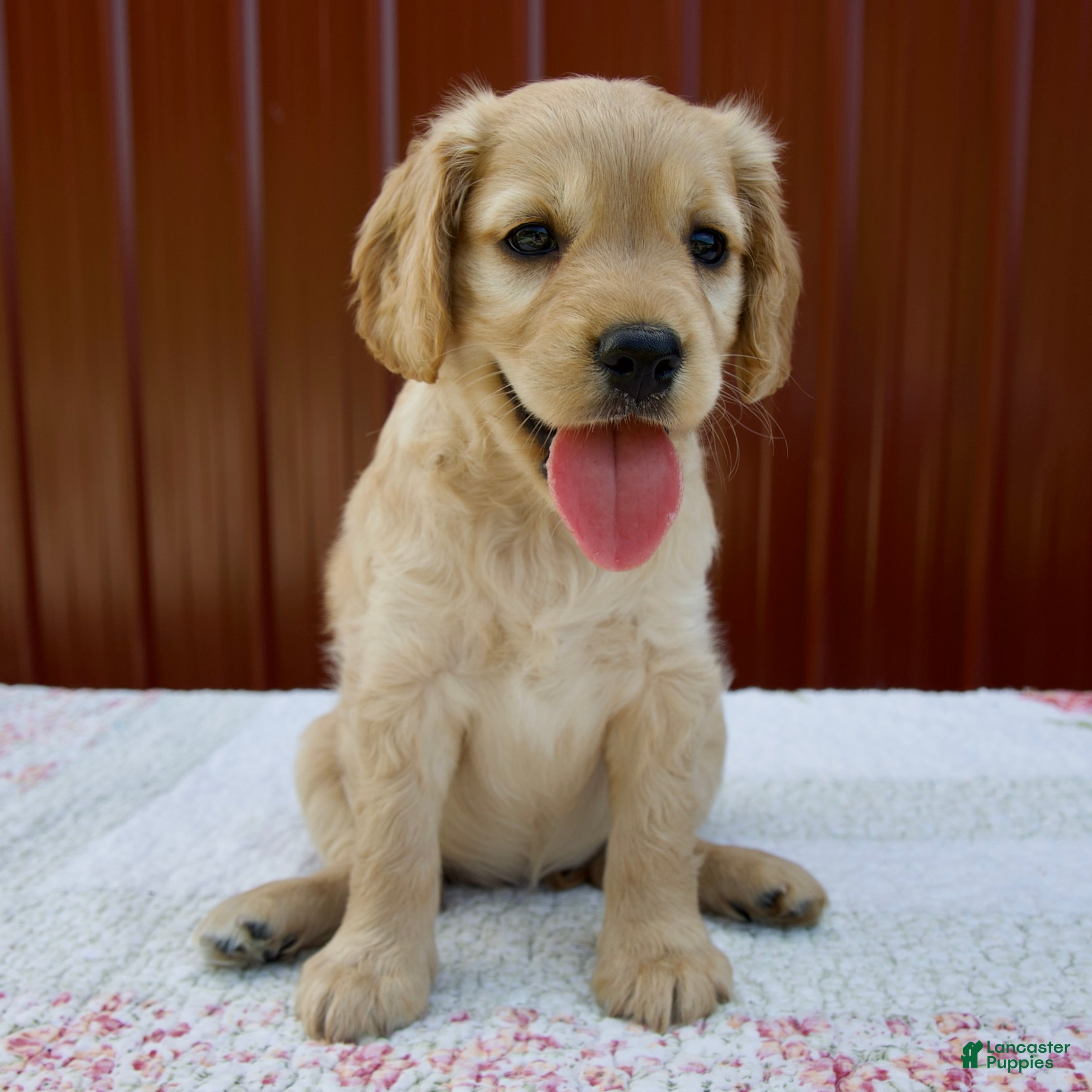 Miniature Golden Retriever dogs Greta - Ad 1