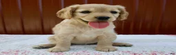 Miniature Golden Retriever dogs for sale: Greta - Ad 1