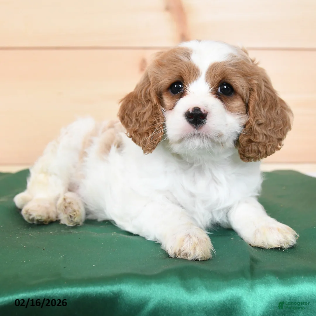Cavapoo dogs for sale: Heidi - Ad 3