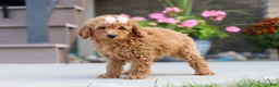 Miniature Labradoodle dogs for sale: Juliet - Ad 1