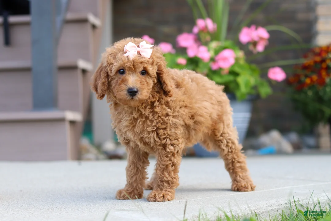Miniature Labradoodle dogs for sale: Juliet - Ad 1