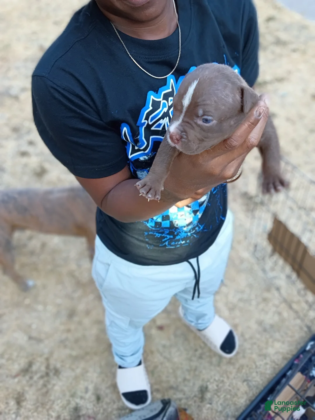 Mixed Breed dogs for sale: Mixed Breed 2 - Ad 1