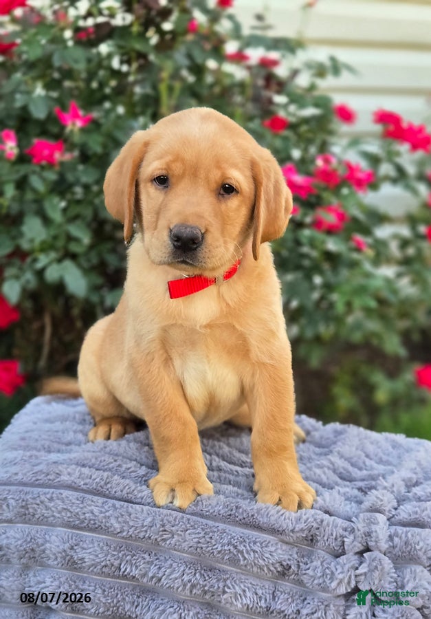Labrador Retriever dogs Bronco - Ad 2