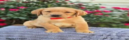Labrador Retriever dogs for sale: Bronco - Ad 2