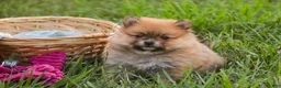 Pomeranian dogs for sale: Bingo Pomeranian  - Ad 9