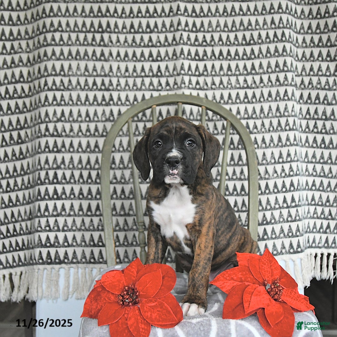 Boxer dogs for sale: Rudolph - Ad 5