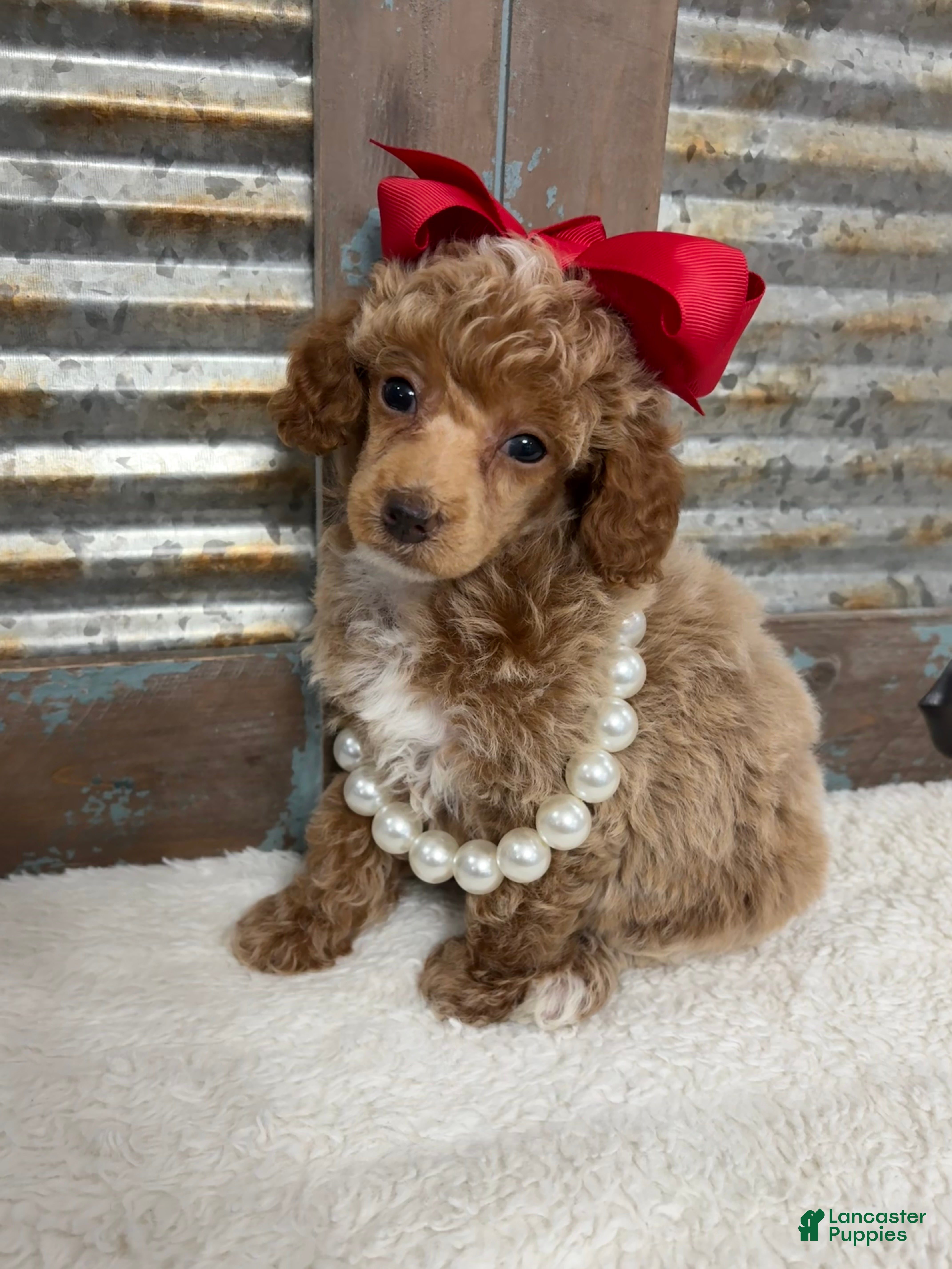 Miniature Poodle dogs Red collar “poppy” - Ad 1