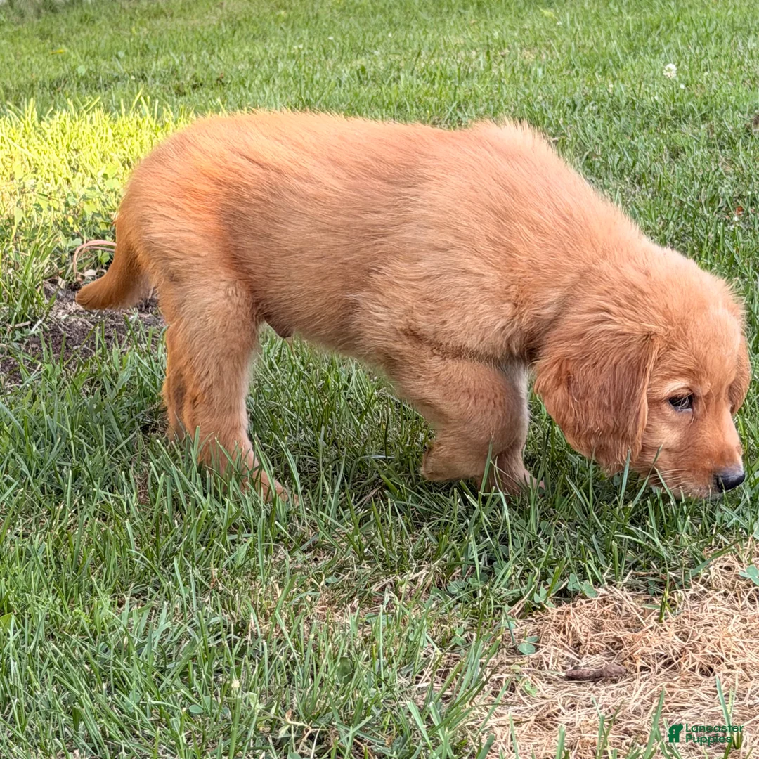 Golden Retriever dogs for sale: Mario - Ad 3