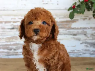 Mixed Breed dogs Duke - Ad 36