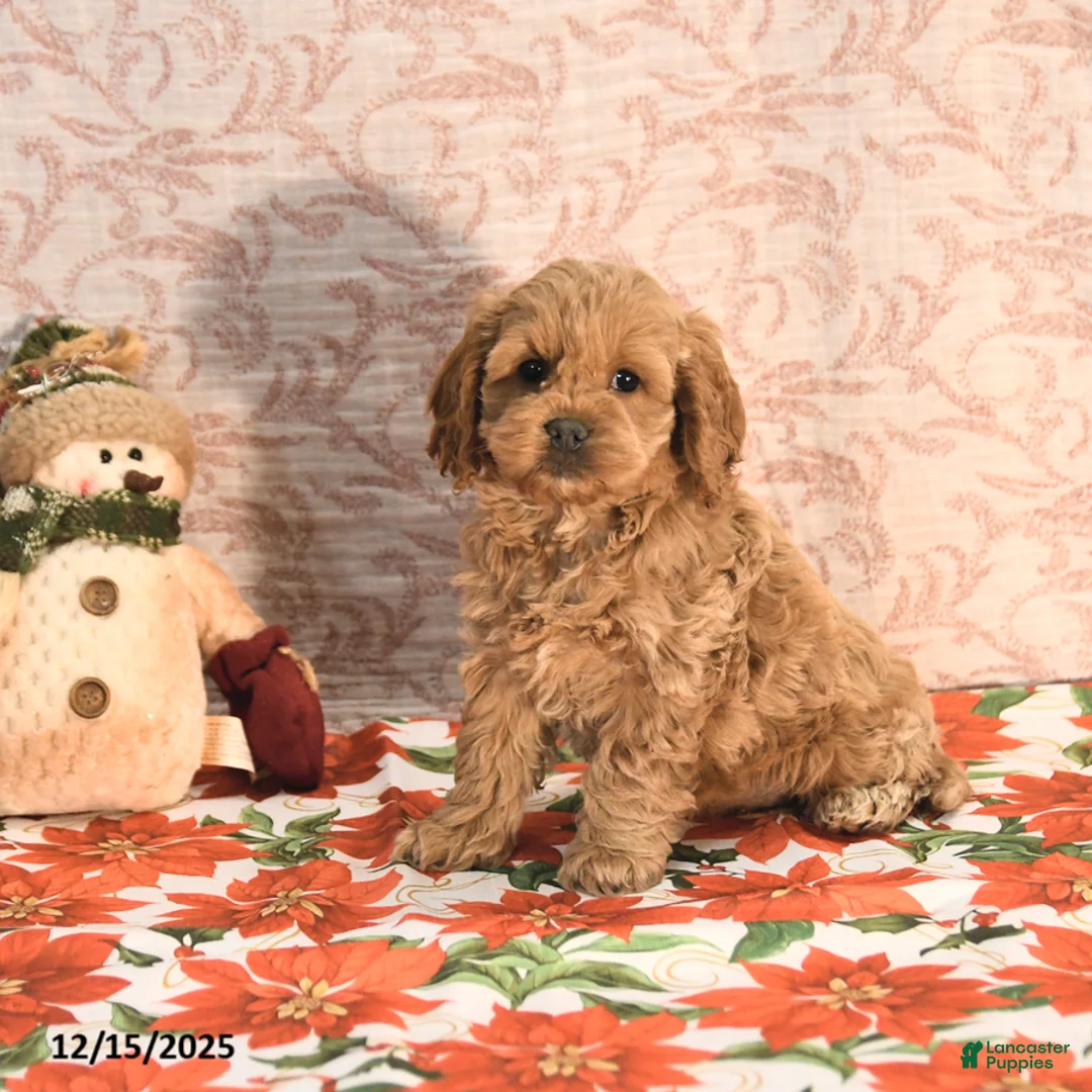 Cockapoo dogs for sale: Joy - Ad 7