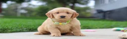 Golden Retriever dogs for sale: Edison 🐾 - Ad 7