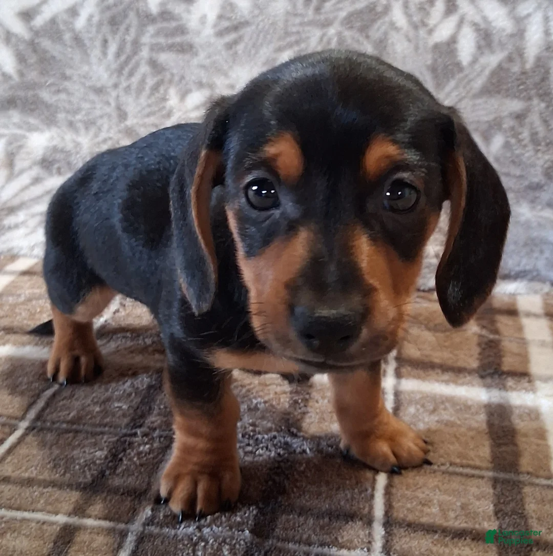 Miniature Dachshund dogs for sale: Romeo - Ad 2