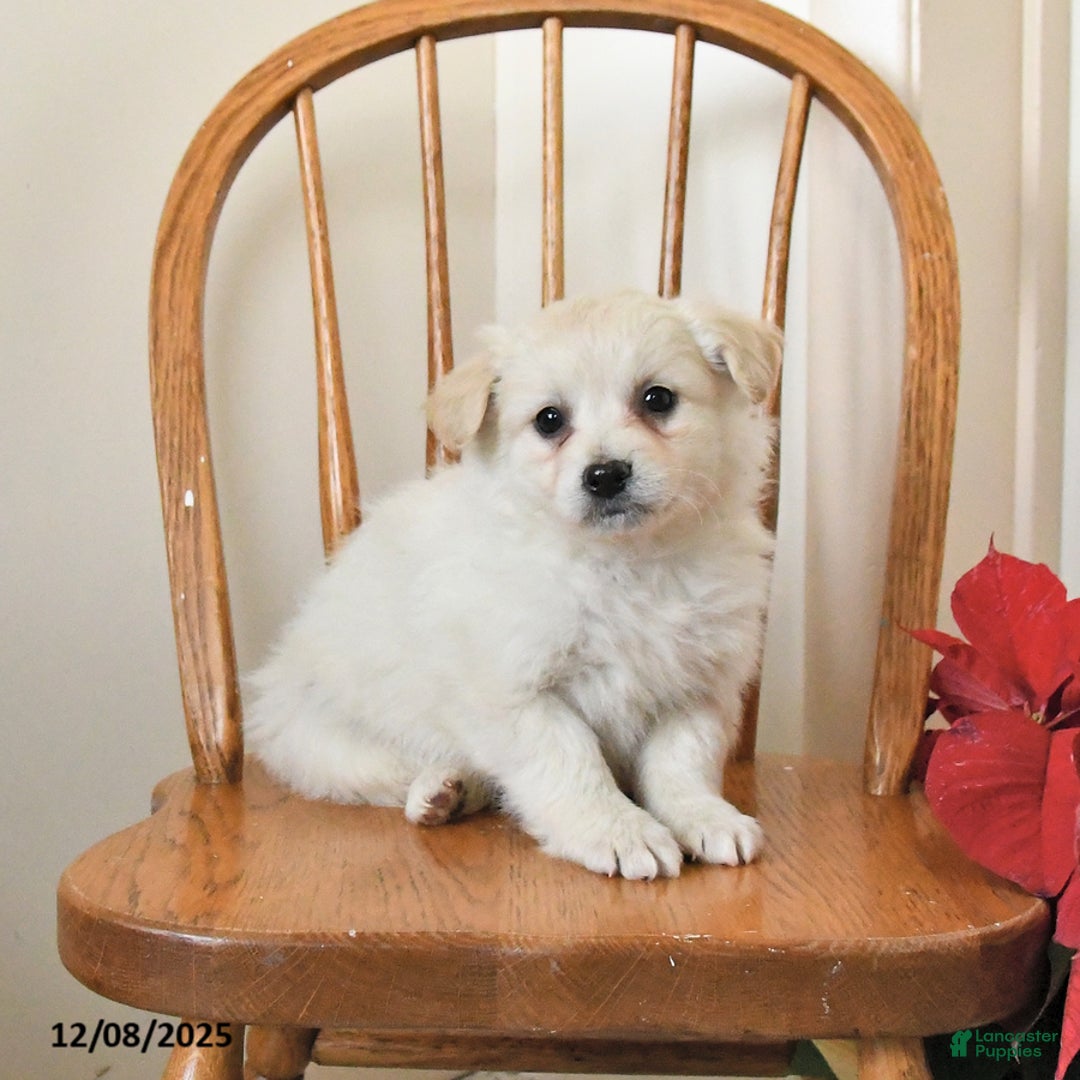 Pomapoo dogs for sale: Snowball - Ad 2