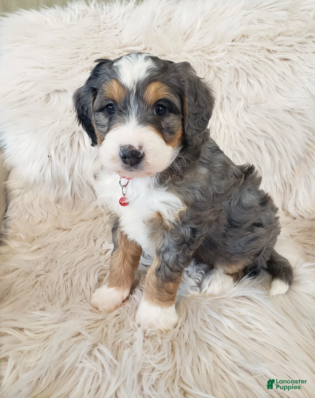 Mini Bernedoodle dogs for sale: Royal - Ad 6