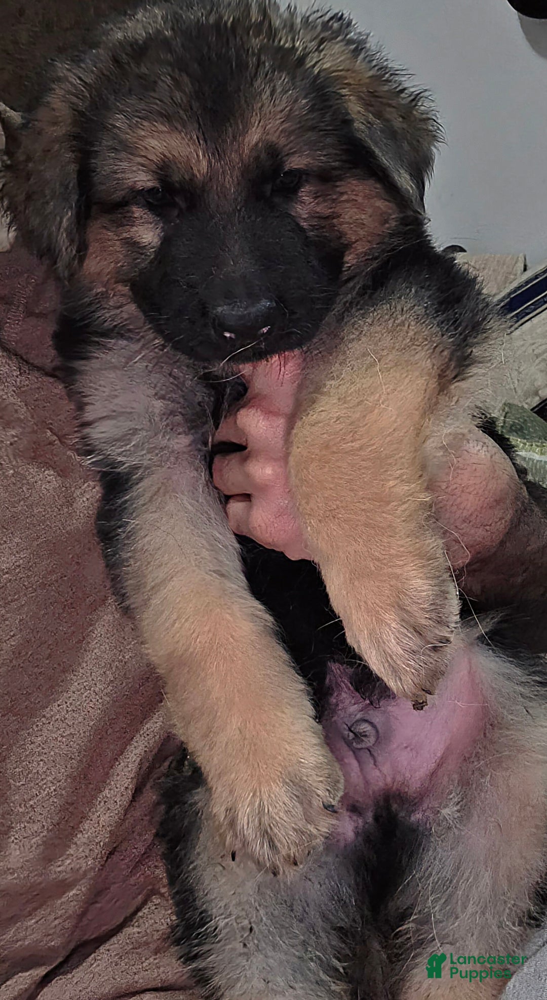 German Shepherd dogs for sale: Ace (2) - Ad 3