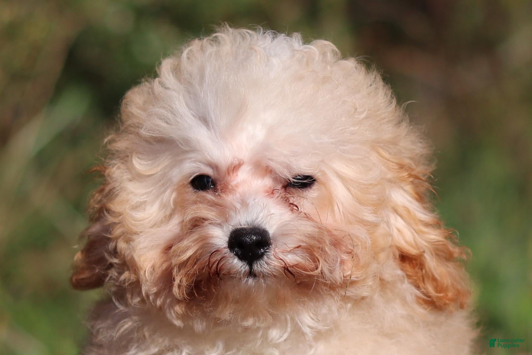 Miniature Poodle dogs Denver (AKC) - Ad 1