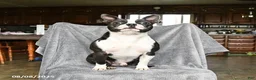 Boston Terrier dogs for sale: Elvis - Ad 6