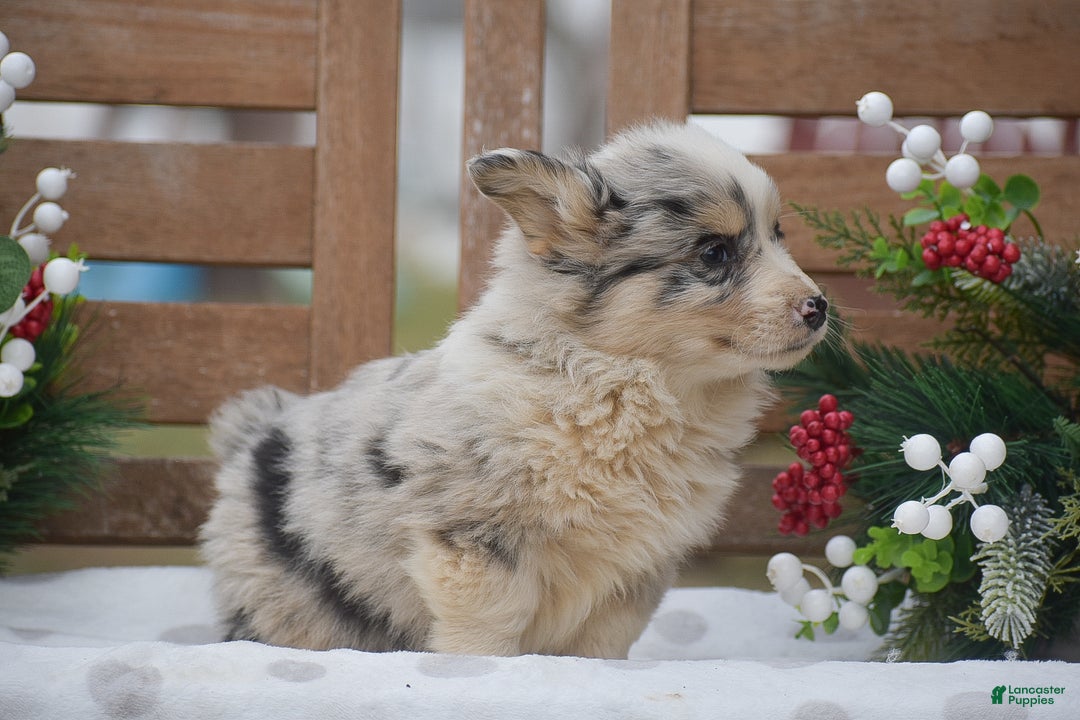 Welsh Corgi Pembroke dogs for sale: Major - Ad 3