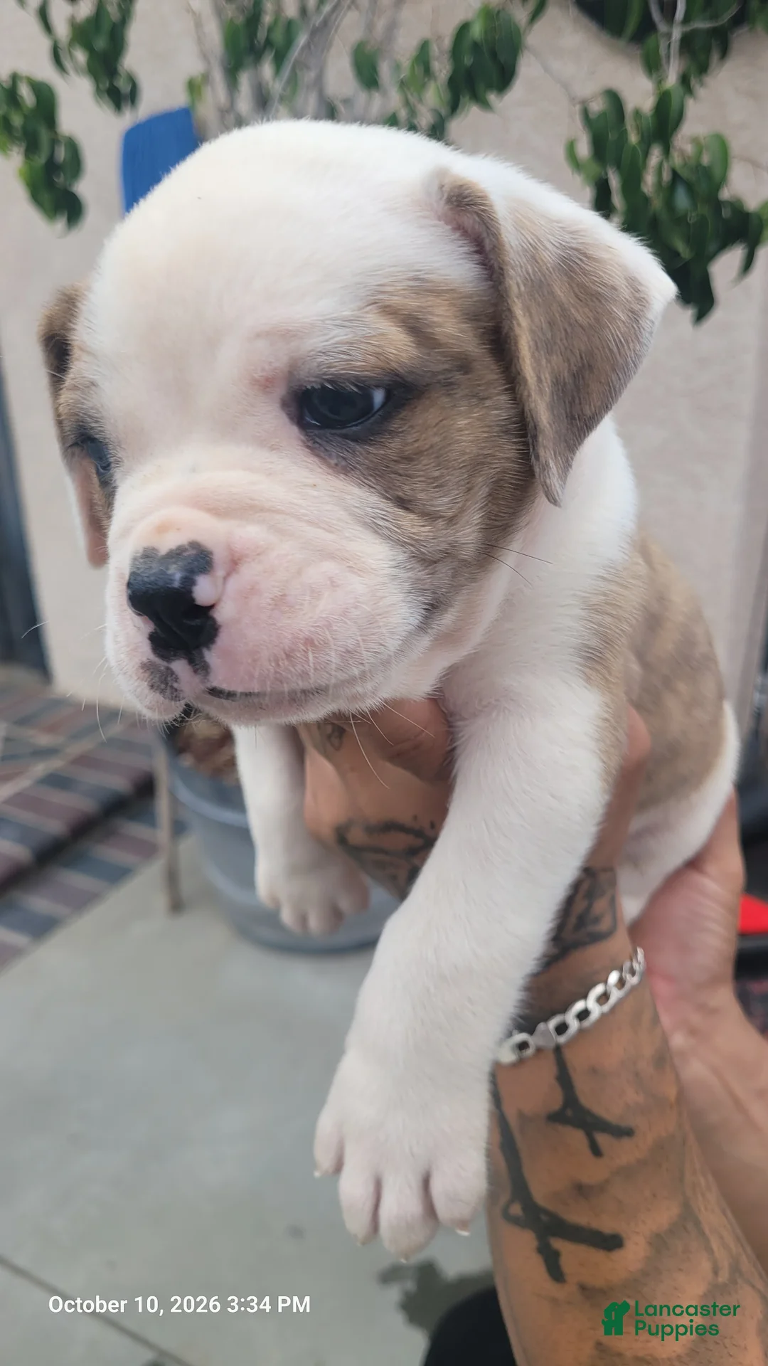 Mixed Breed dogs for sale: Mixed Breed 1 - Ad 2