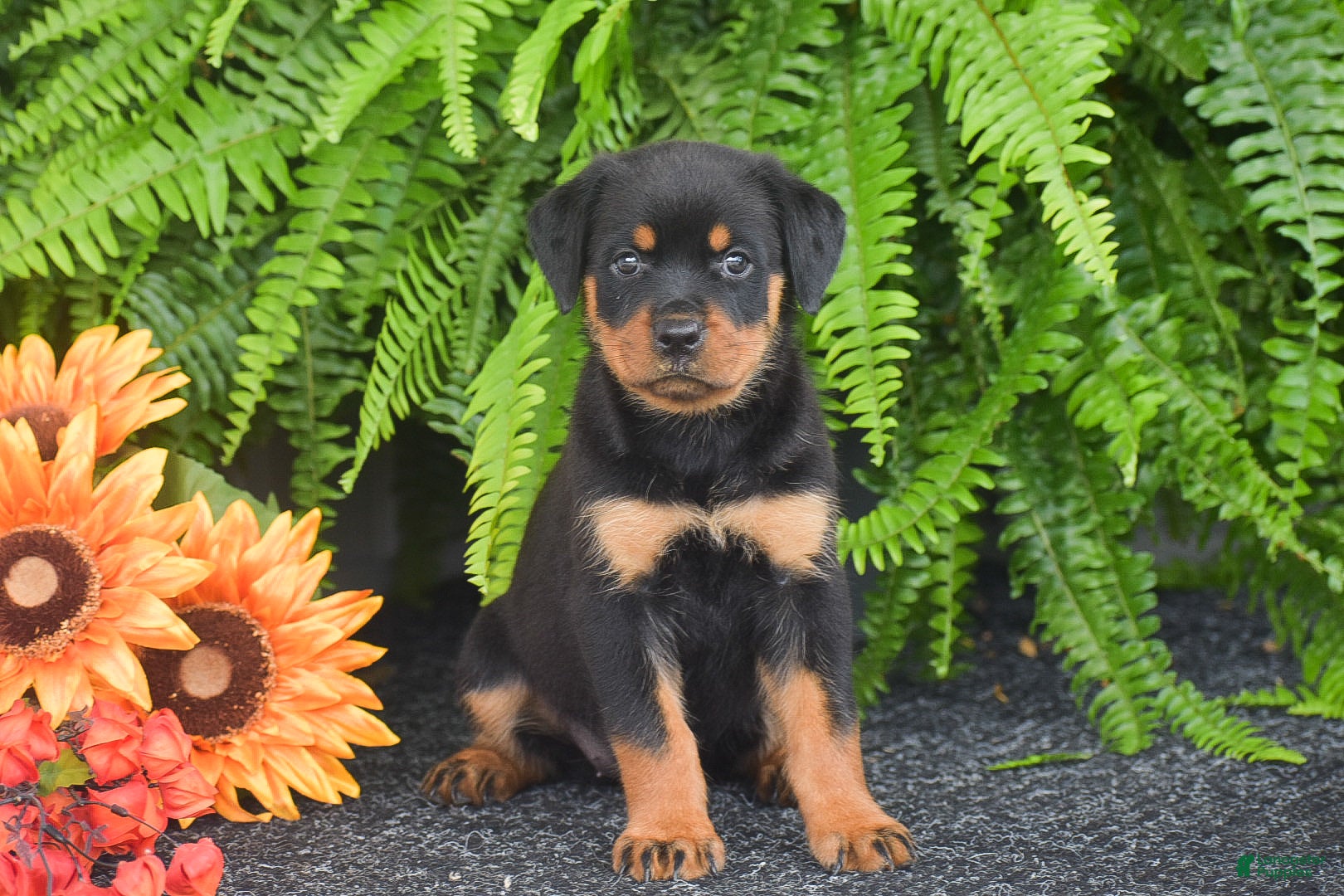 Rottweiler dogs Willow - Ad 1