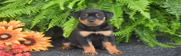 Rottweiler dogs for sale: Willow - Ad 1