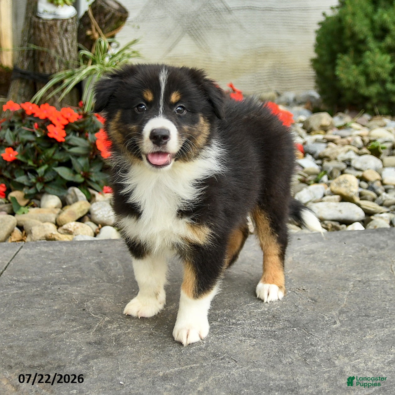 Australian Shepherd dogs Adeline - Ad 1