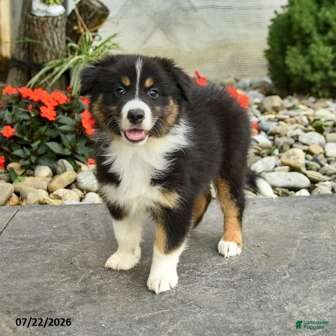 Australian Shepherd dogs for sale: Adeline - Ad 1