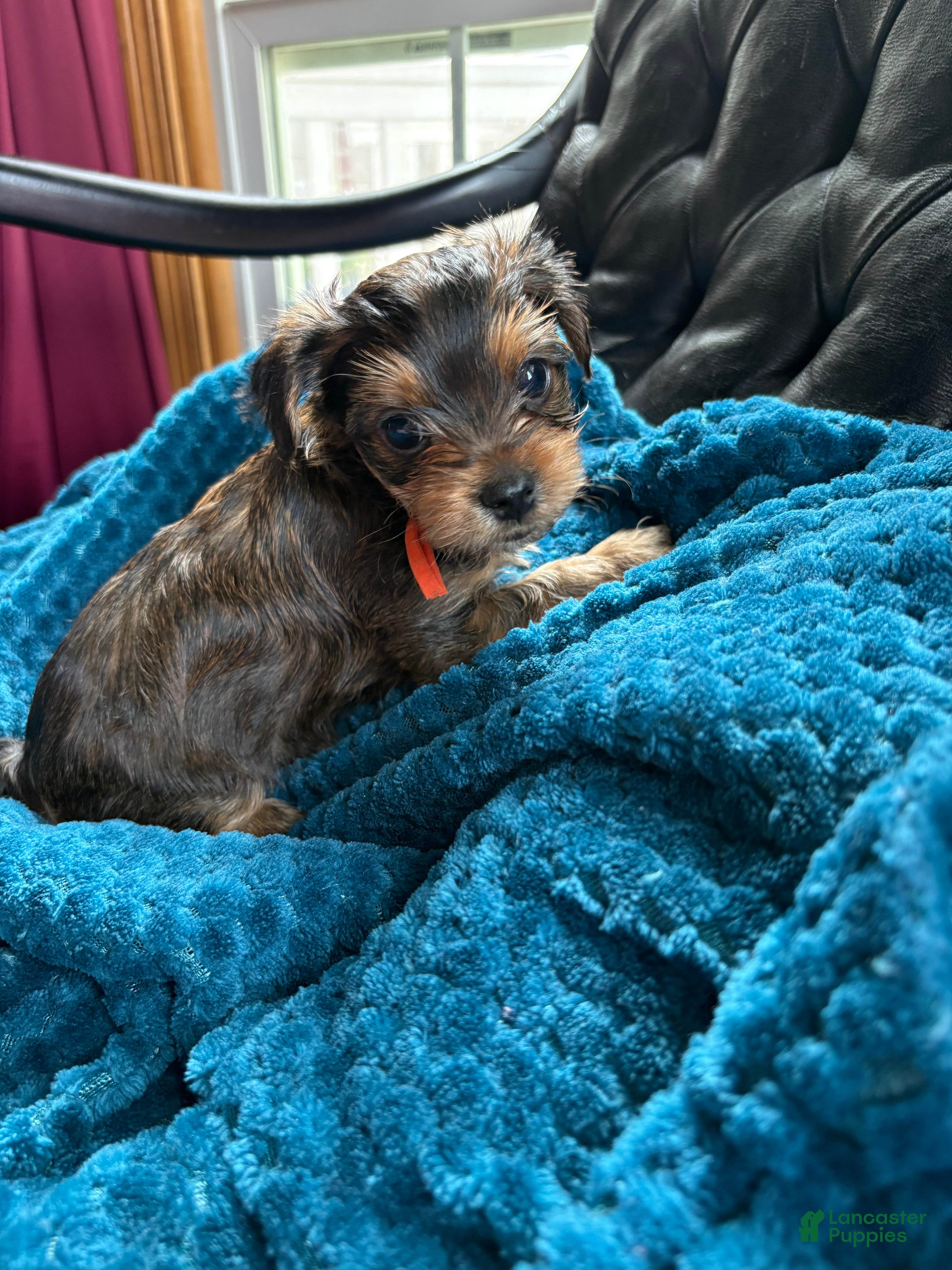 Yorkshire Terrier dogs for sale: Yorkshire Terrier Puppy 1 - Ad 7