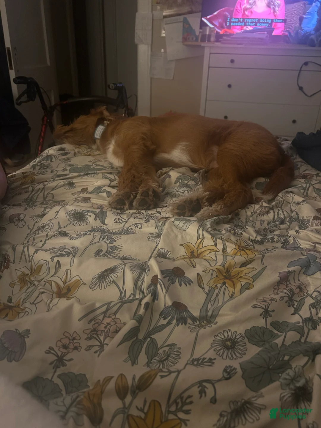 Labradoodle dogs for sale: Labradoodle 1 - Ad 2